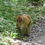 徳沢から明神の登山道でくつろぐお猿さん