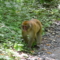 徳沢から明神の登山道でくつろぐお猿さん
