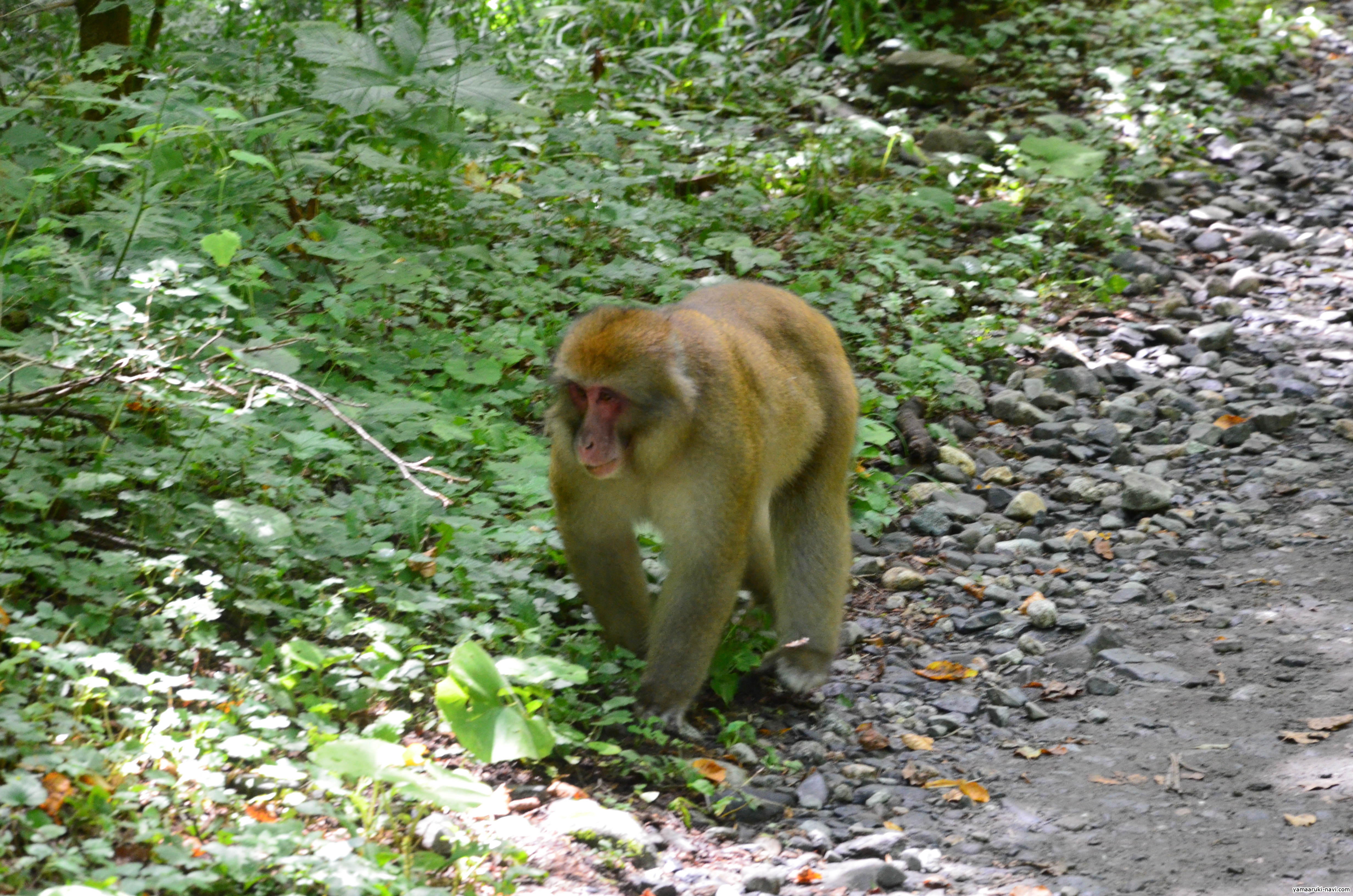 徳沢から明神の登山道でくつろぐお猿さん