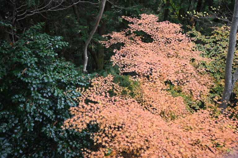 紅葉を見に箕面大滝から勝尾寺へ歩いて来ました。勝尾寺から箕面大滝へ